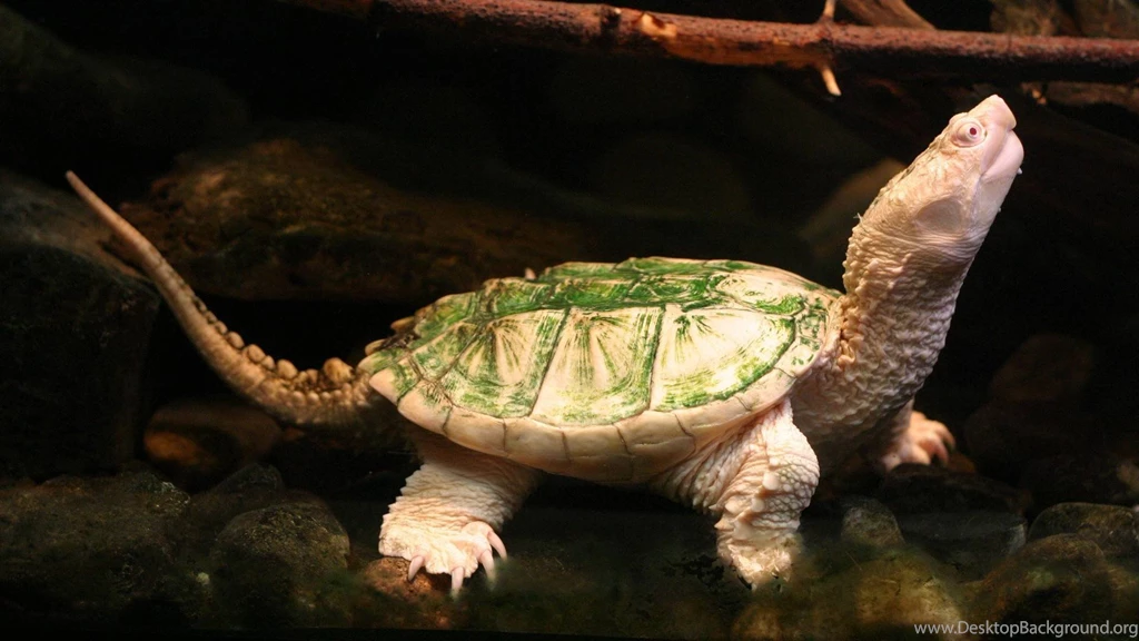 Turtle Wallpapers Reptiles Wallpapers