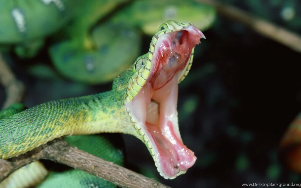 Snake Reptiles, Snakes, 1920x1200 HD Wallpapers And FREE Stock Photo