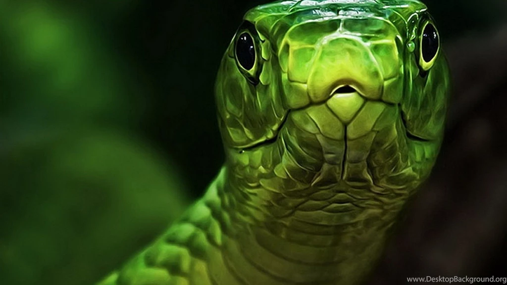 5 Nature Snake Green Snakes Reptiles Hd Online Wallpapers With ...