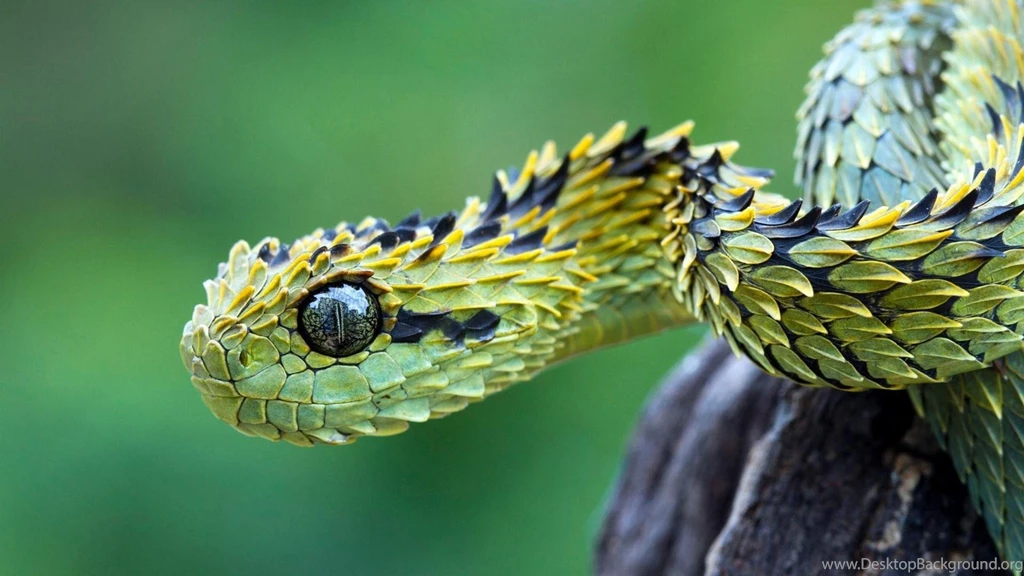 Animals Snakes Viper Reptiles Skin Wallpapers