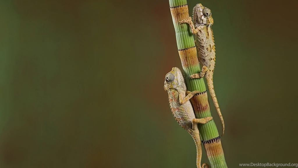 Download Chameleons Reptiles Wallpapers 1600x1200
