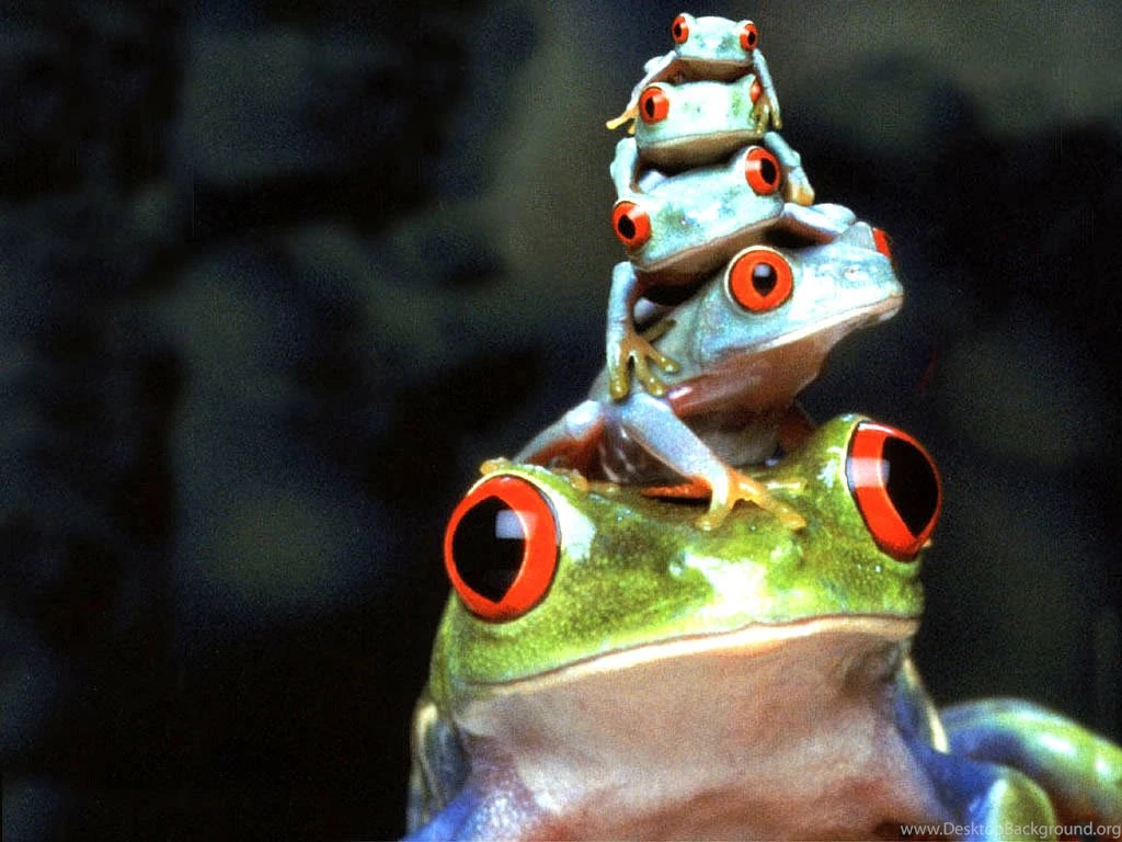 Reptiles Wallpapers, Frogs Backgrounds, Crocodiles Desktops