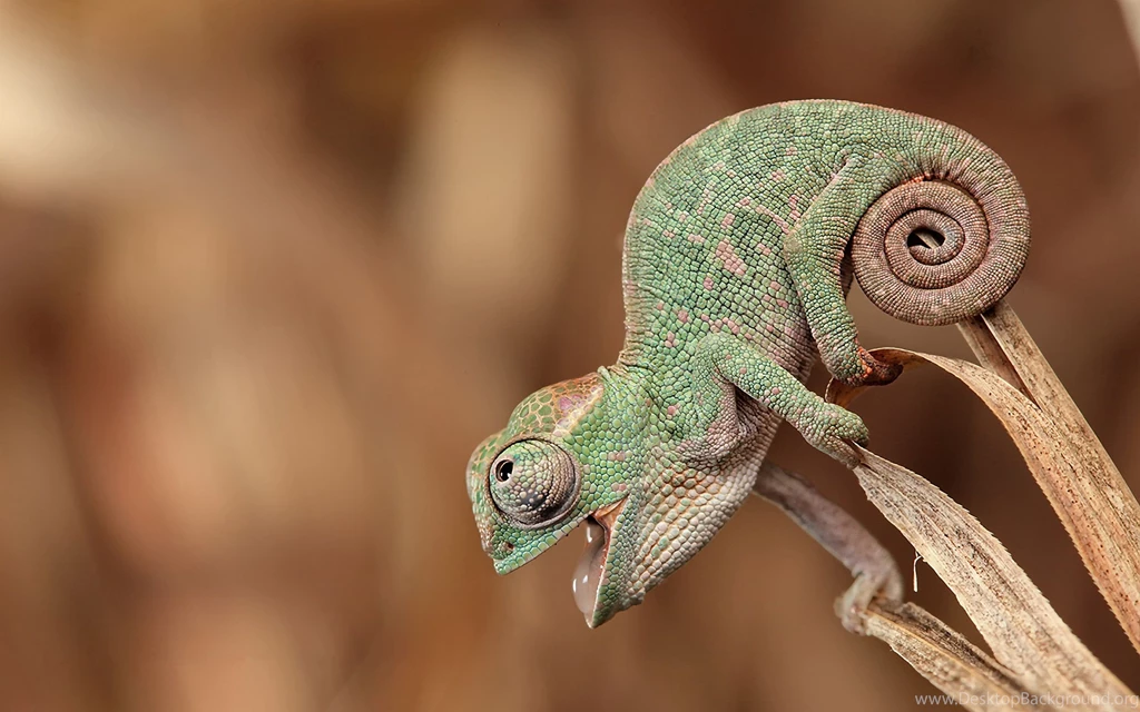 Download Nature Chameleons Funny Lizards Reptiles Wallpapers ...
