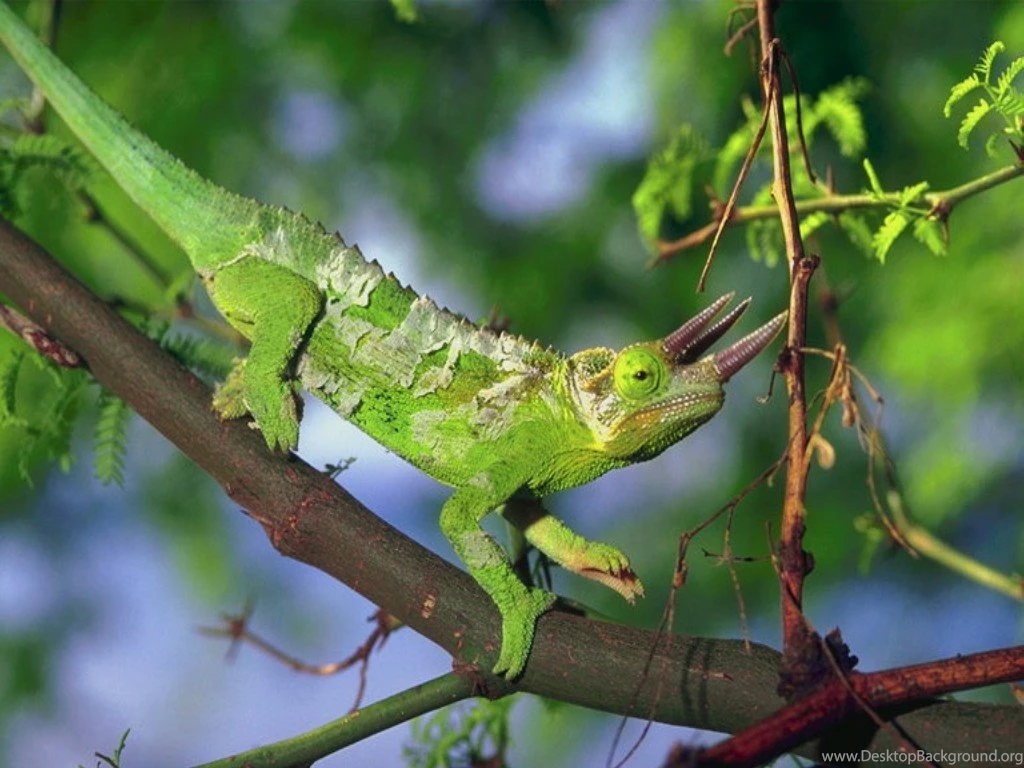 Top Iguana 3d Wallpapers Animal Wallpapers