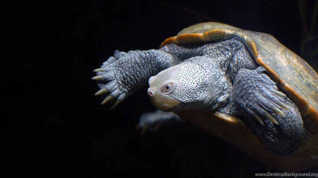 Turtle, Black, Turtles, Reptiles, 1920x1080 HD Wallpapers And FREE ...