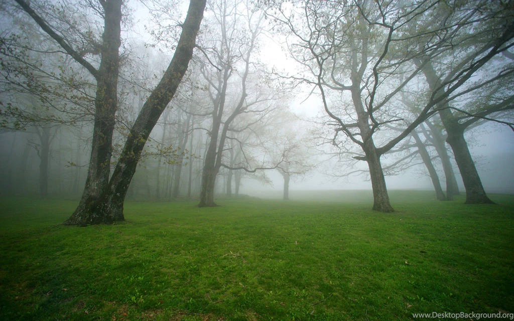 Fog Wallpapers Widescreen