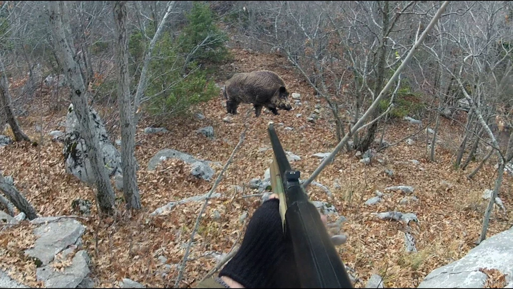 The Hunting Of Wild Boars In Hungary 2 By Gonzalo Terreros 2016 ...