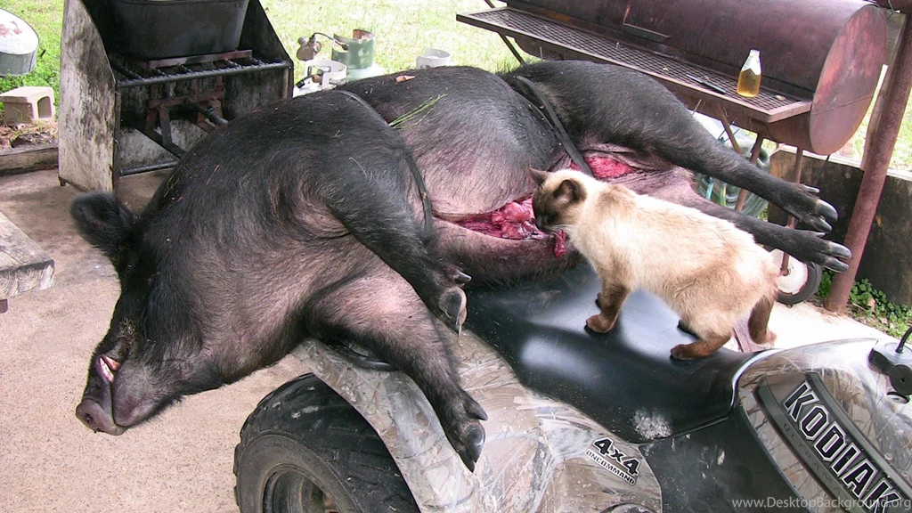 Big Boar Headshot!   Wild Hog Hunting   Wild Boar Hunting   YouTube