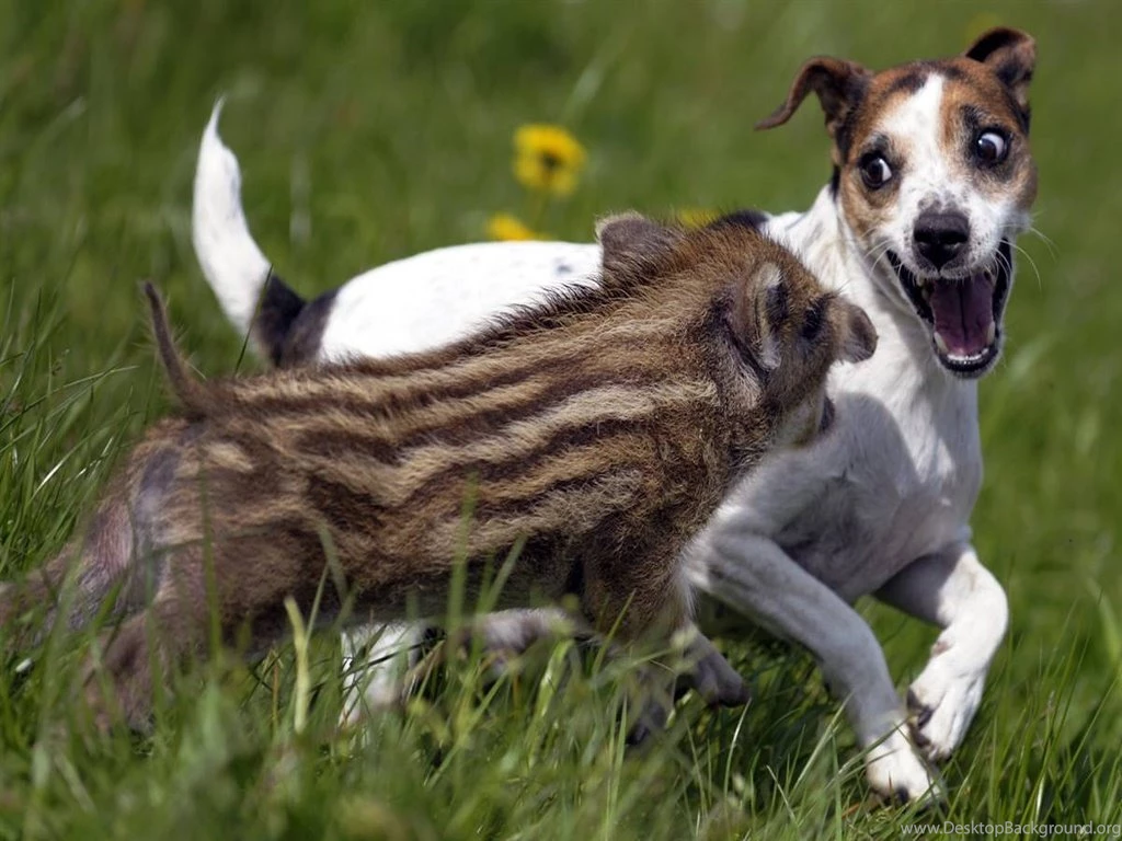 Wild Boar