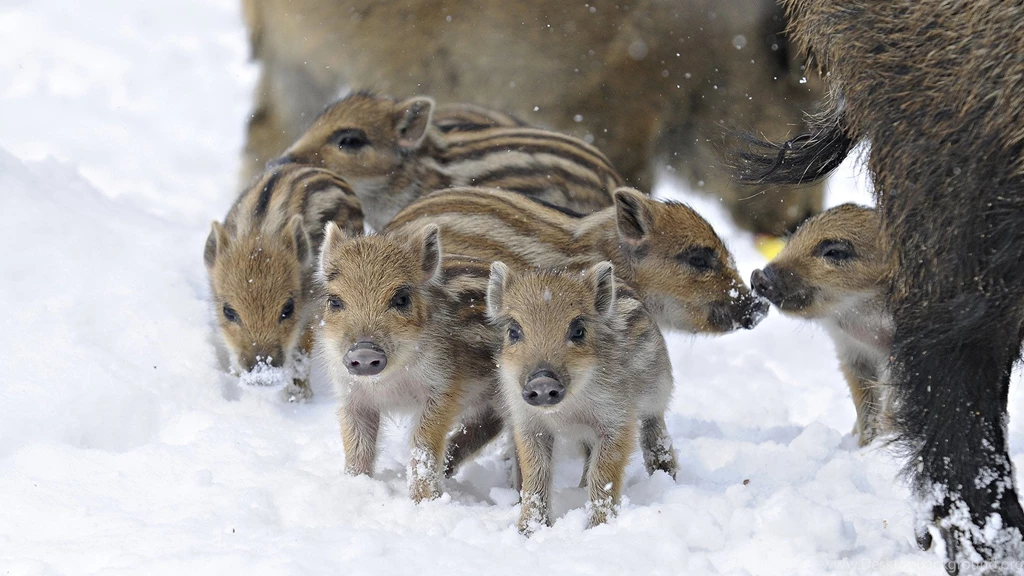 Top Wild Pigs Wallpapers