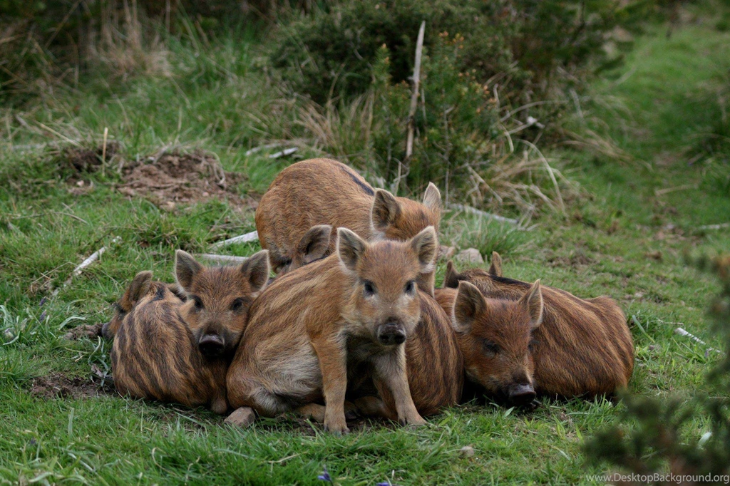 Pigs Wallpapers >> Backgrounds With Quality HD