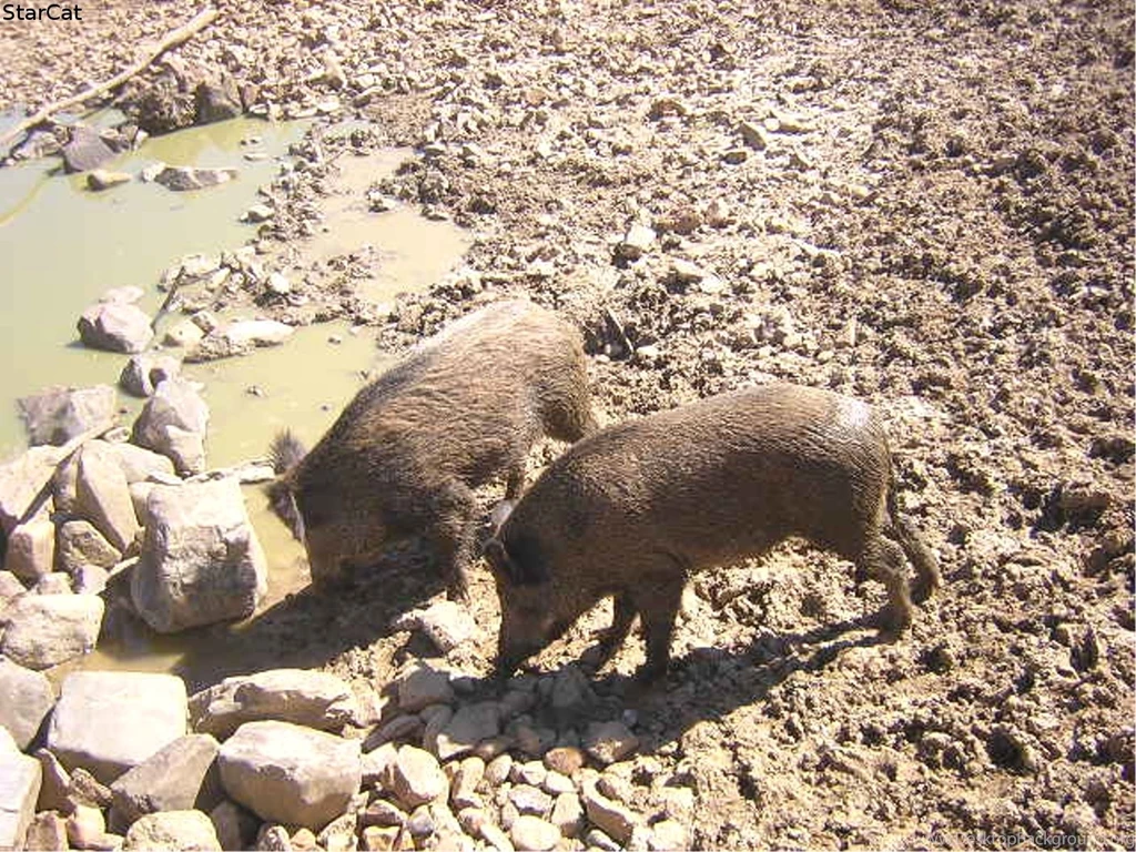 Other Wild Hogs Love Mud Pigs Swine Free Desktop Wallpapers ~ Other ...
