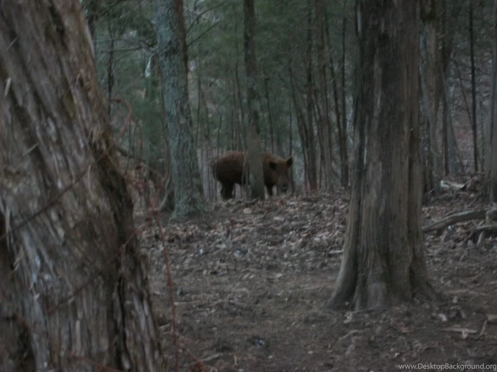 Wild Boar Hunt At Croy's Cabins In Tennessee Hunting Wild Boar ...
