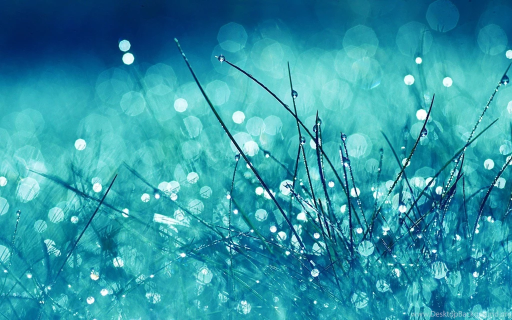 Dew Drops HD Wallpapers HD Wallpapers POP