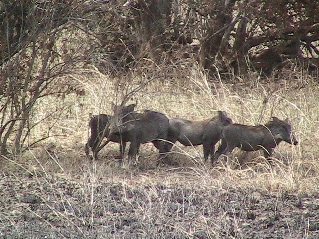 Top Couple Of Wild Hogs Wallpapers