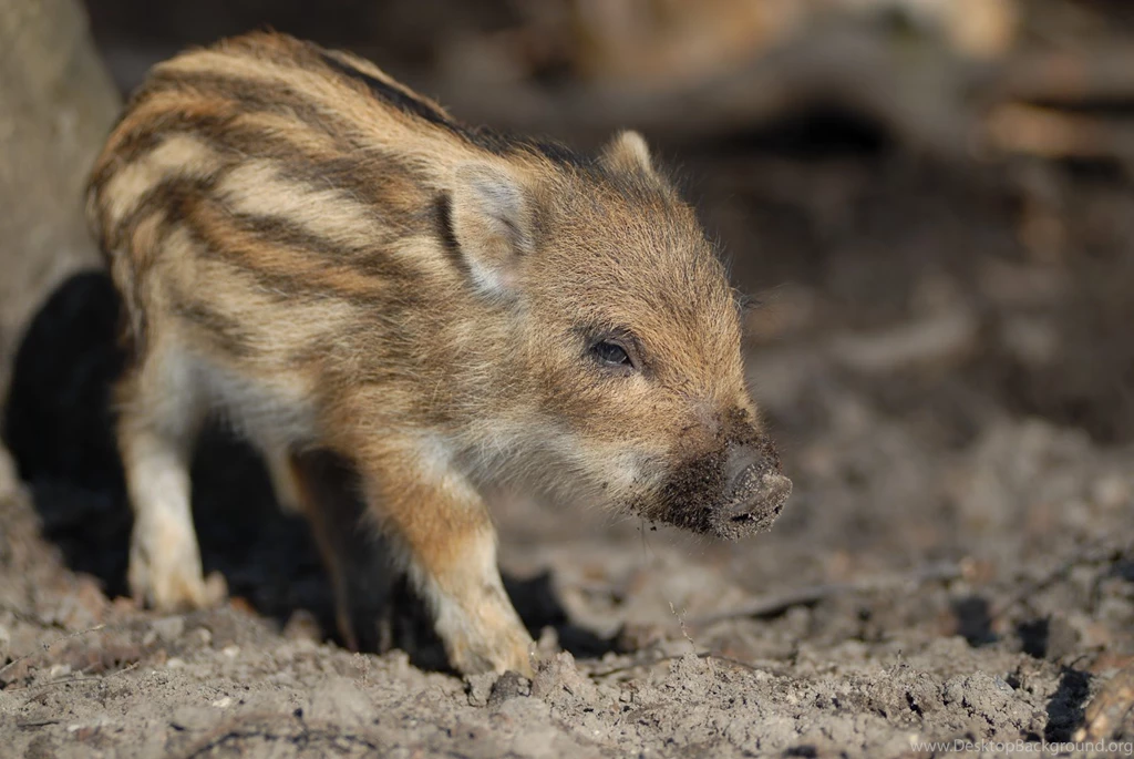 Wild Boar