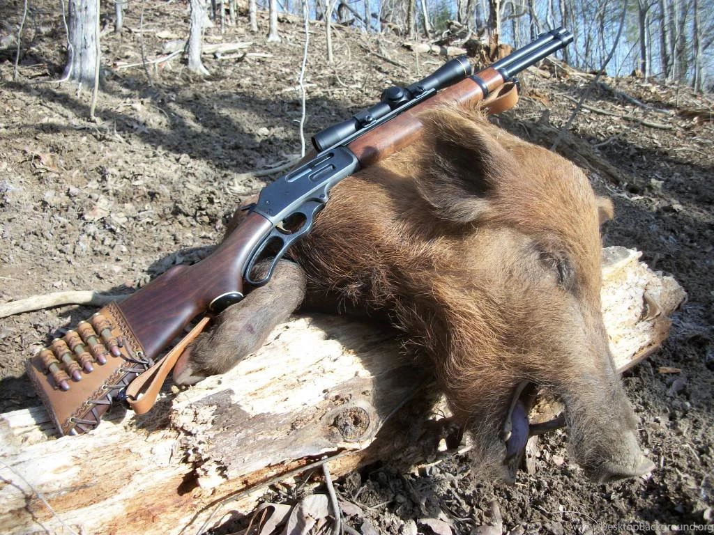 Pig Hunting Wallpapers