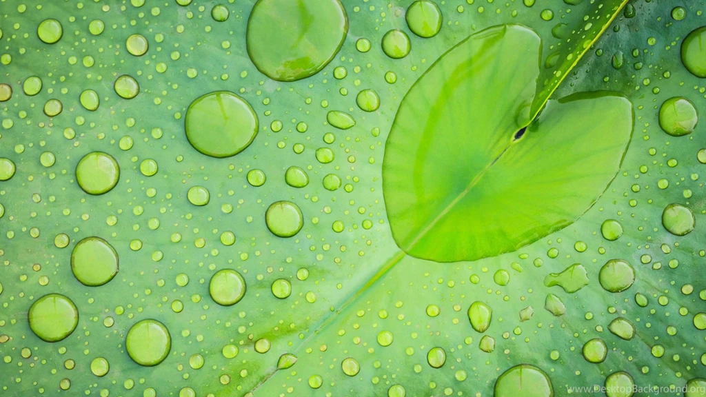Rain On Leaves Wallpapers HD