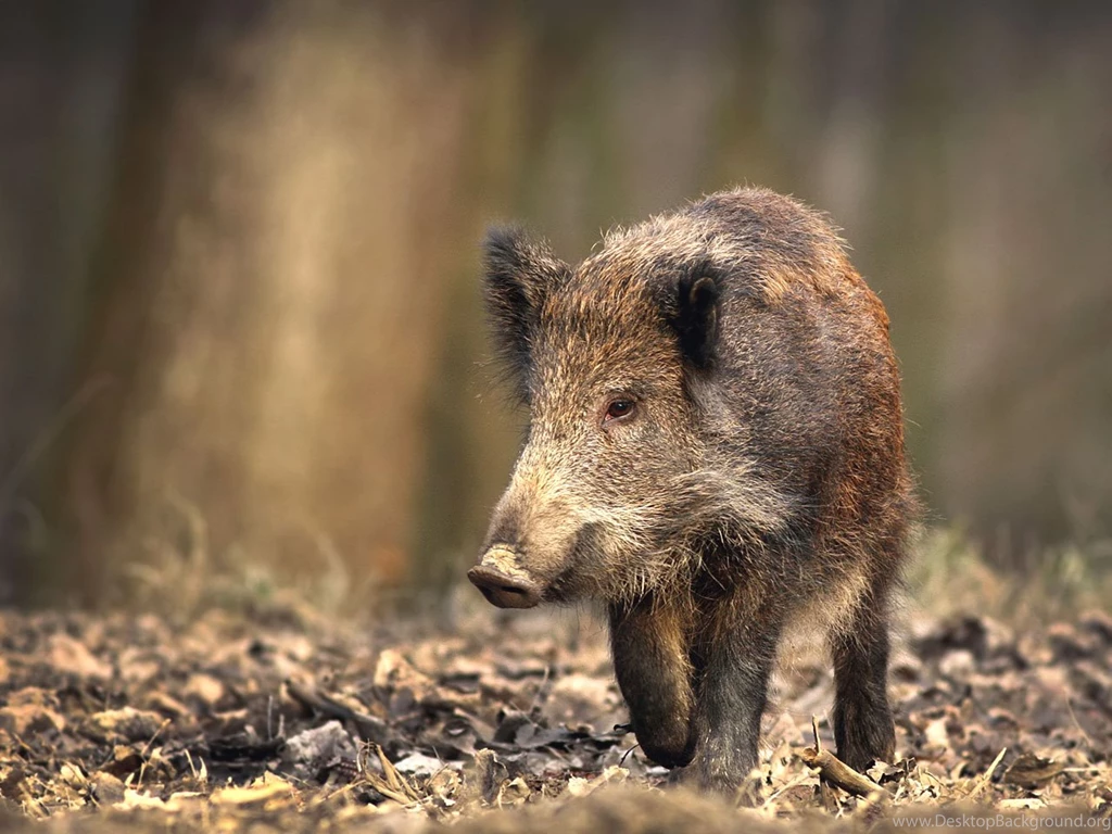 Alfa Img   Showing > Wild Pigs Wallpapers Scenes