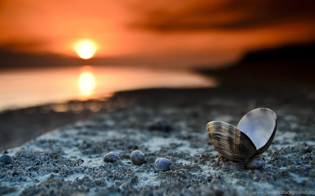 Beach Sunset Landscape Shells Sea Sand Pebbles Desktop Wallpapers