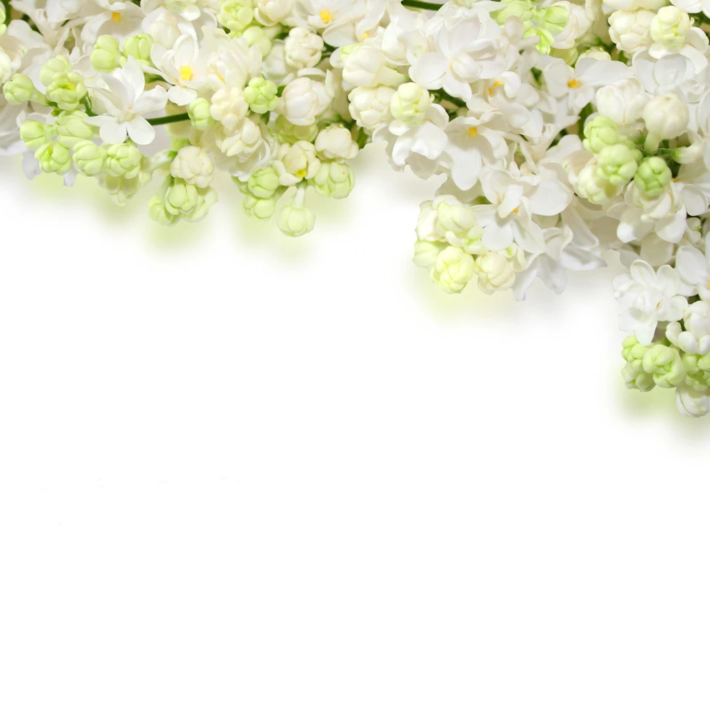 Delicate_White_Flowers_Background.jpg?m=1399676400