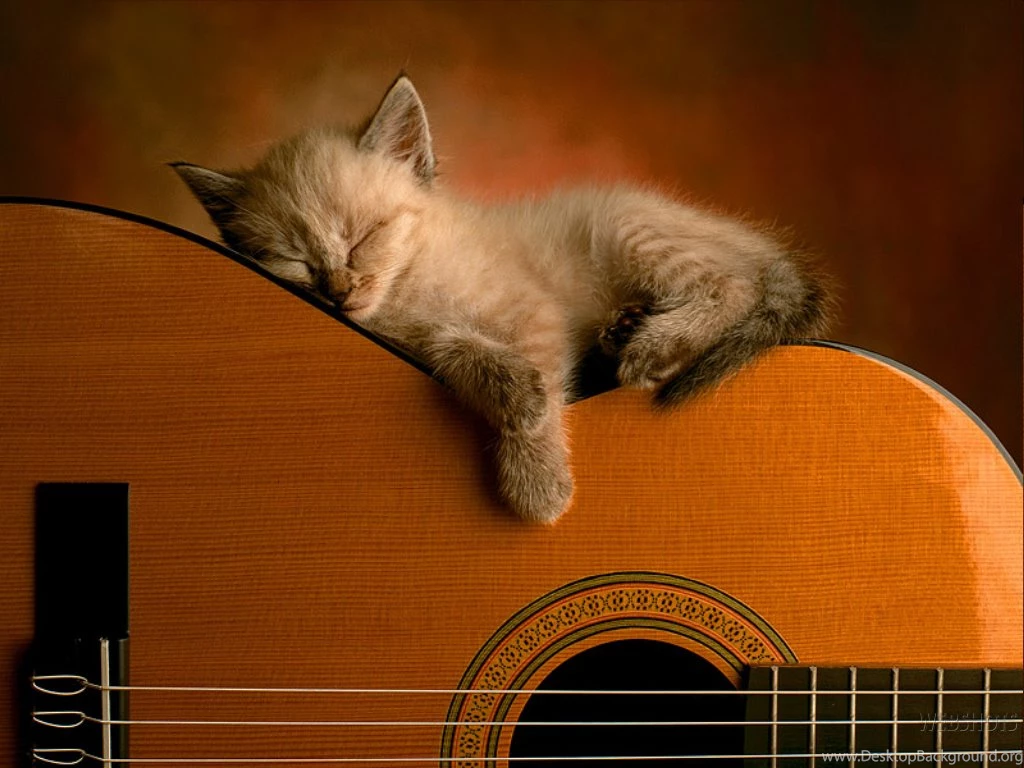 Sleeping Cats Wallpapers (247222) Fanpop