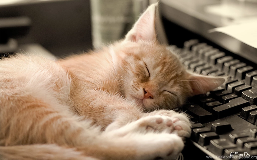 Sleeping Cat HD Wallpapers