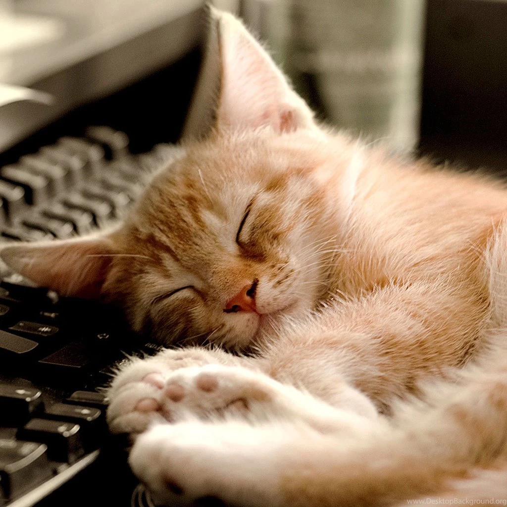 Sleeping Cat Wallpapers