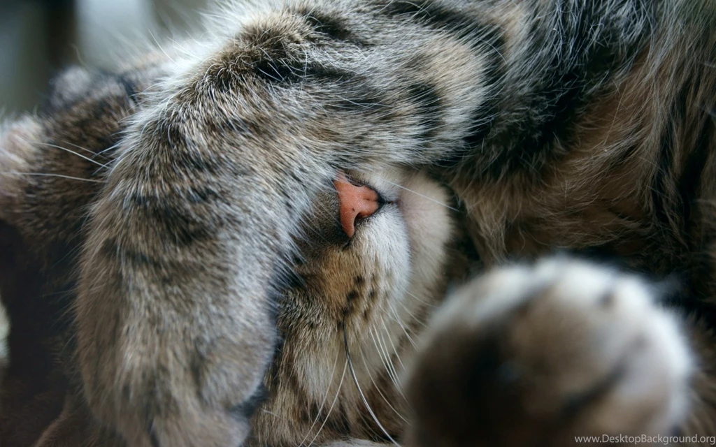 Sleeping Cat Pictures