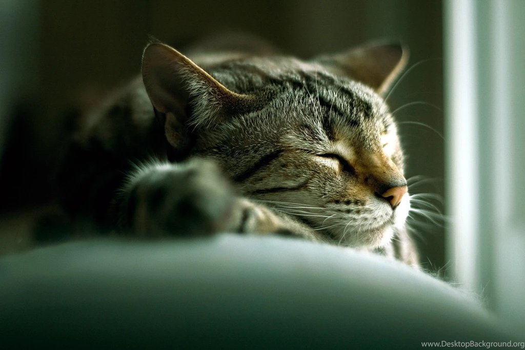 Cute Cat Sleeping Wallpaper Images With HD Wallpapers   Kemecer.com