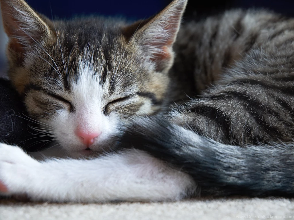 Sleeping Cat Backgrounds