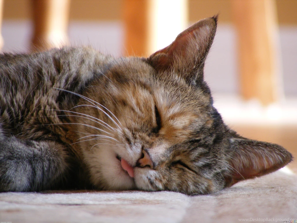 Cute Cat Sleeping Backgrounds