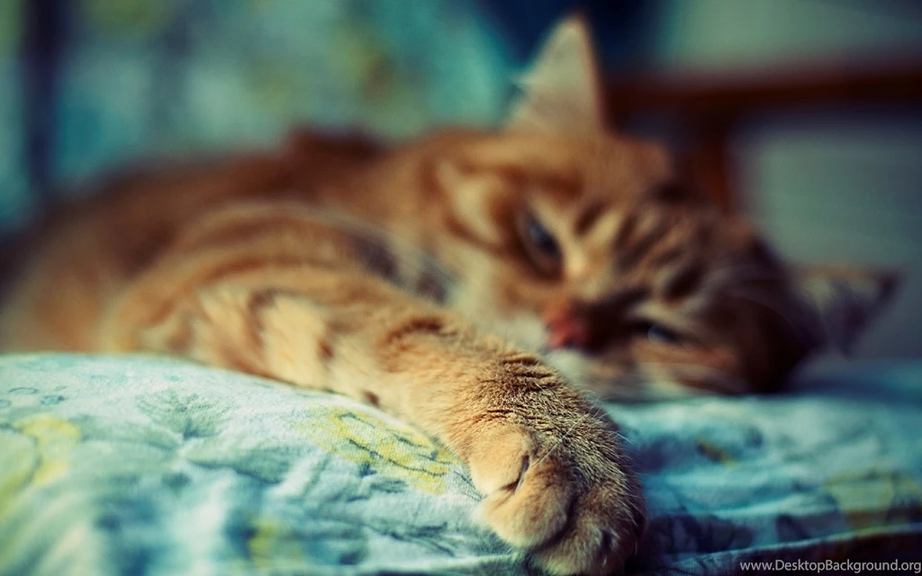 Sleeping Cat Wallpapers