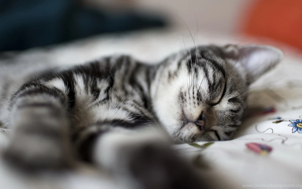 Fantastic Sleeping Cat Wallpapers