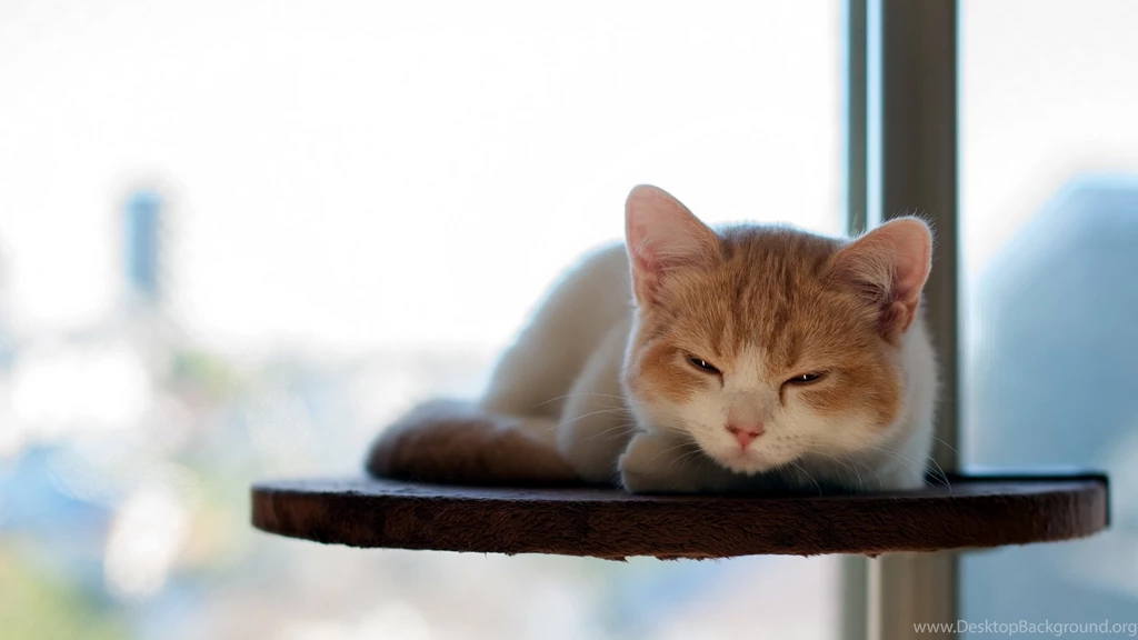 Sleepy Cat Wallpapers   ImgMob