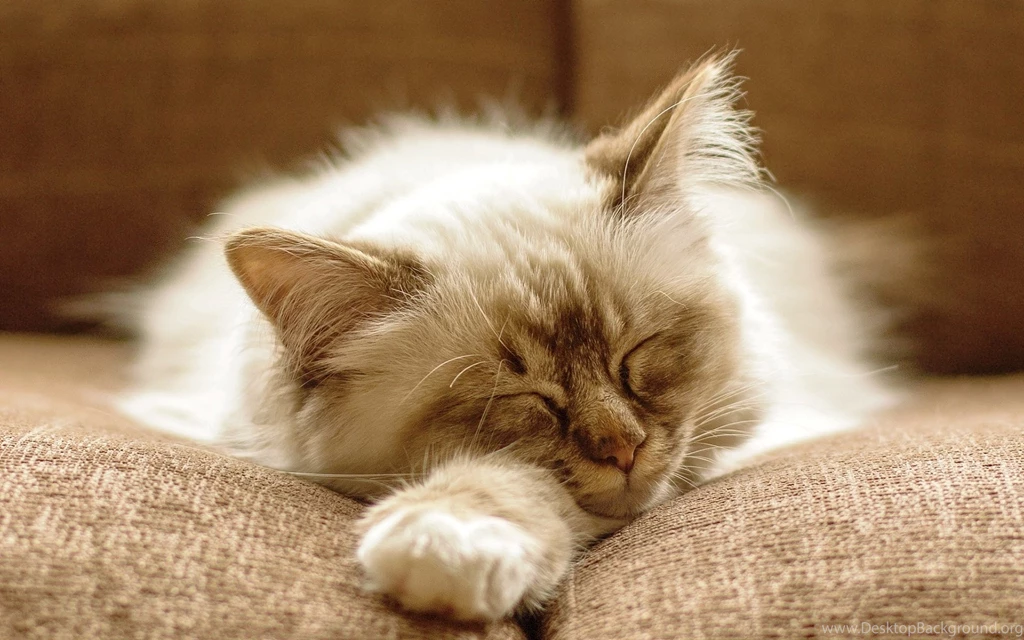 1920x1200 Fluffy Cat Sleeping Wallpapers