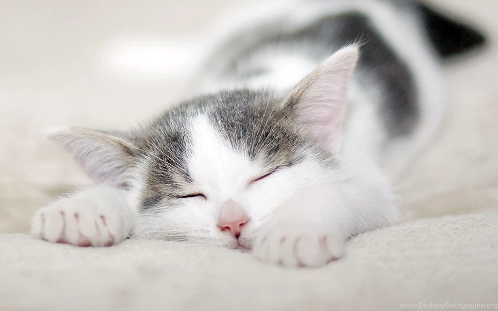 Cute Cat Sleeping Wallpapers 1080p With HD Wallpapers   Kemecer.com