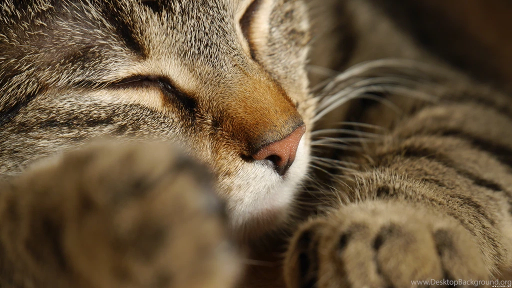 4K Sleeping Cat Close Up Wallpapers