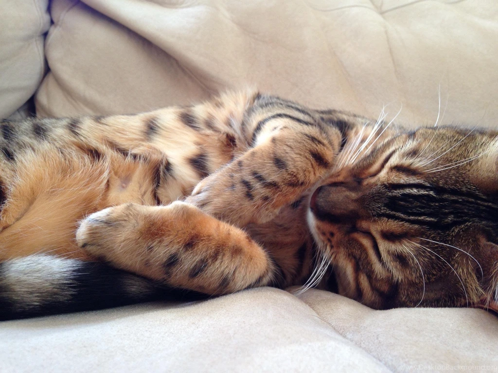 Cute Sleeping Cat Wallpapers