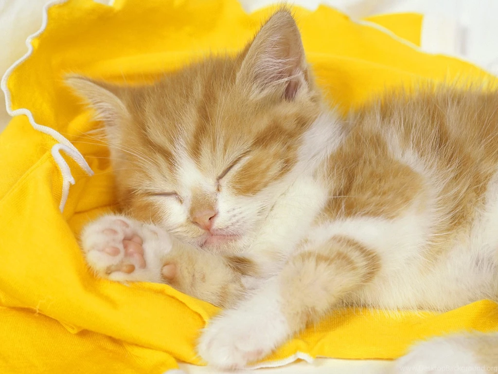 Wallpapers Yellow, Cat, Kitten, Sleeping Kitten.