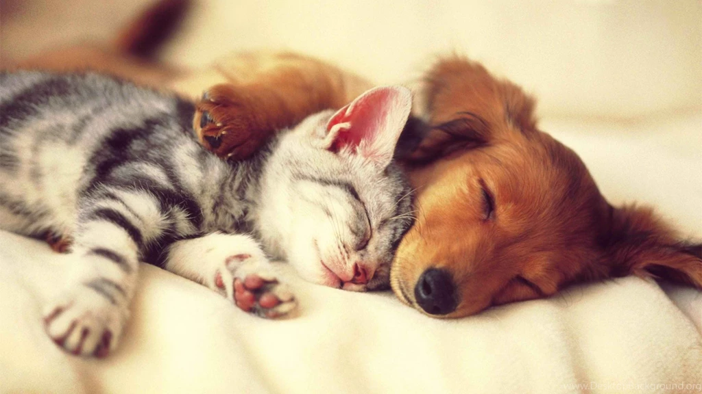 Cute Cat And Dog Sleeping Pictures
