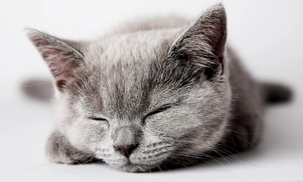 Cat Free High Definition Wallpapers