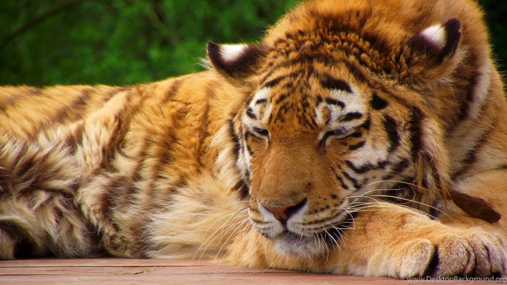 Download Wallpapers 1920x1080 Tiger, Face, Sleeping, Lying, Big Cat ...
