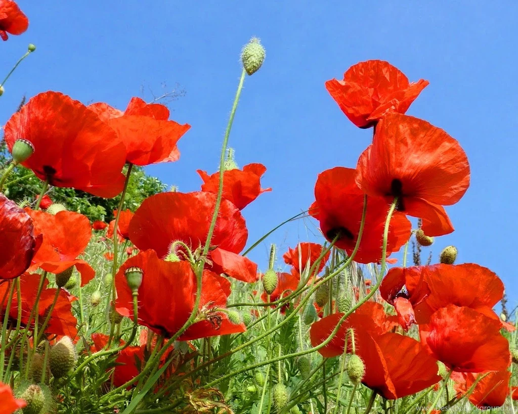 Poppy Flower Wallpapers In Red Pink Yellow