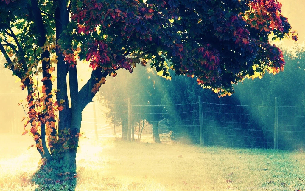 Wallpapers Tumblr