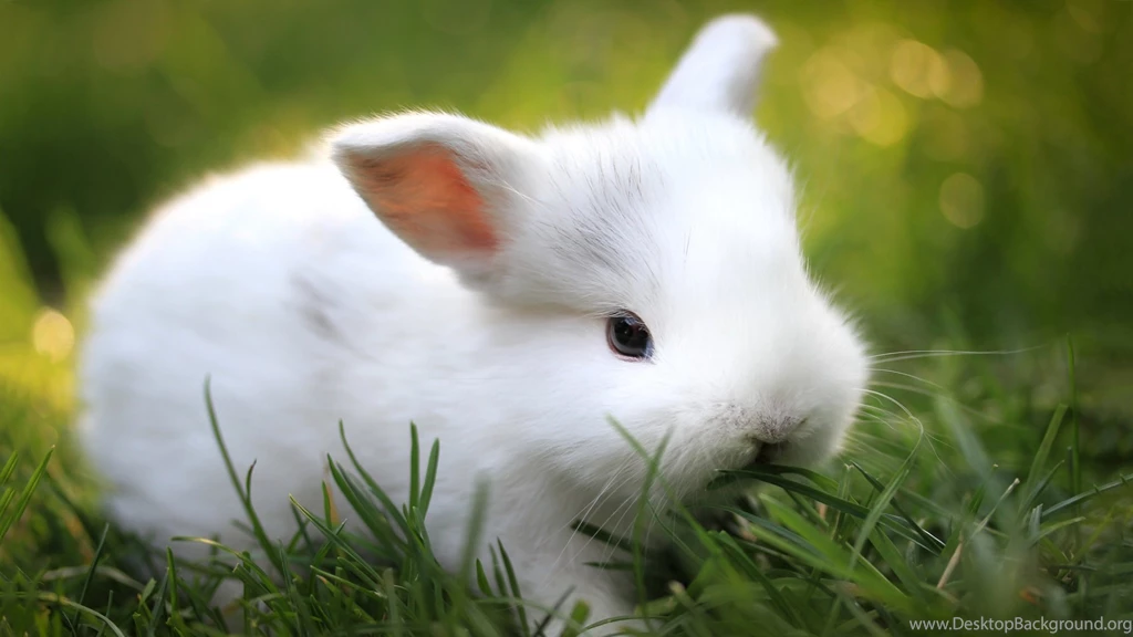 Cute Baby Animals Wallpapers, Images, Photos, Pictures & Pics