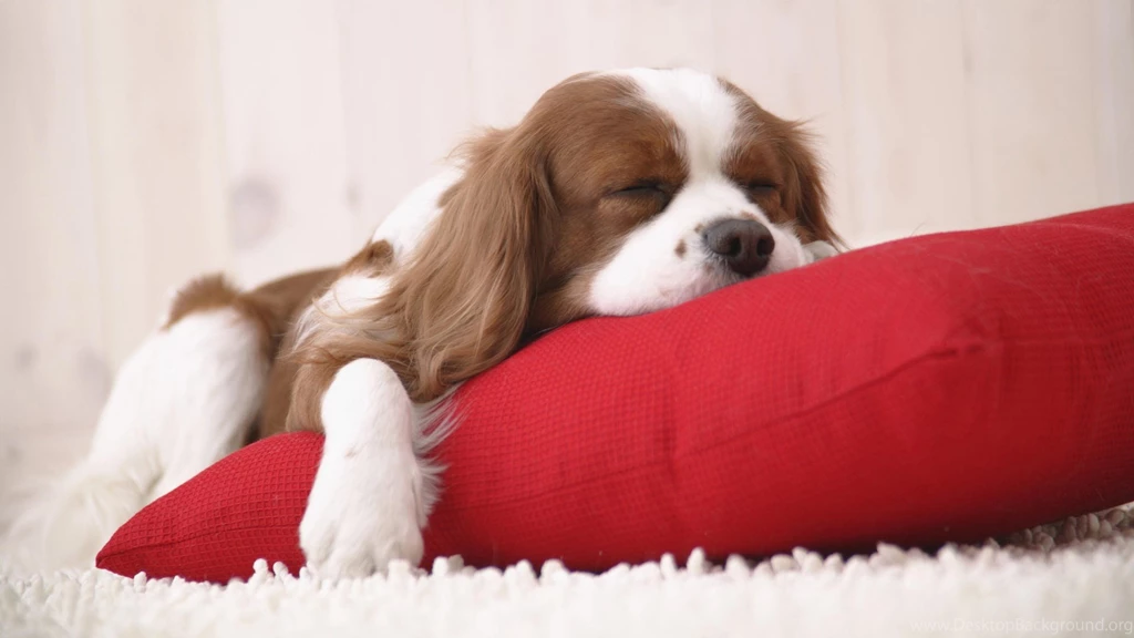 Dog wallpapers