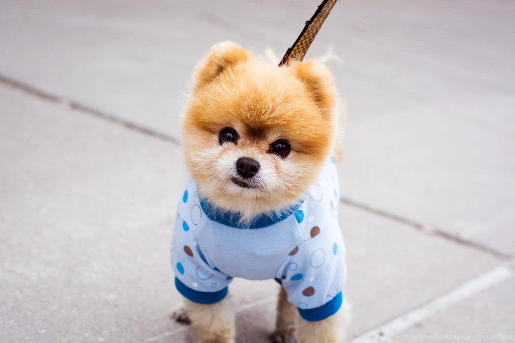 Best Friends, Dog Desktop Images, Animal Background Images, Pets ...