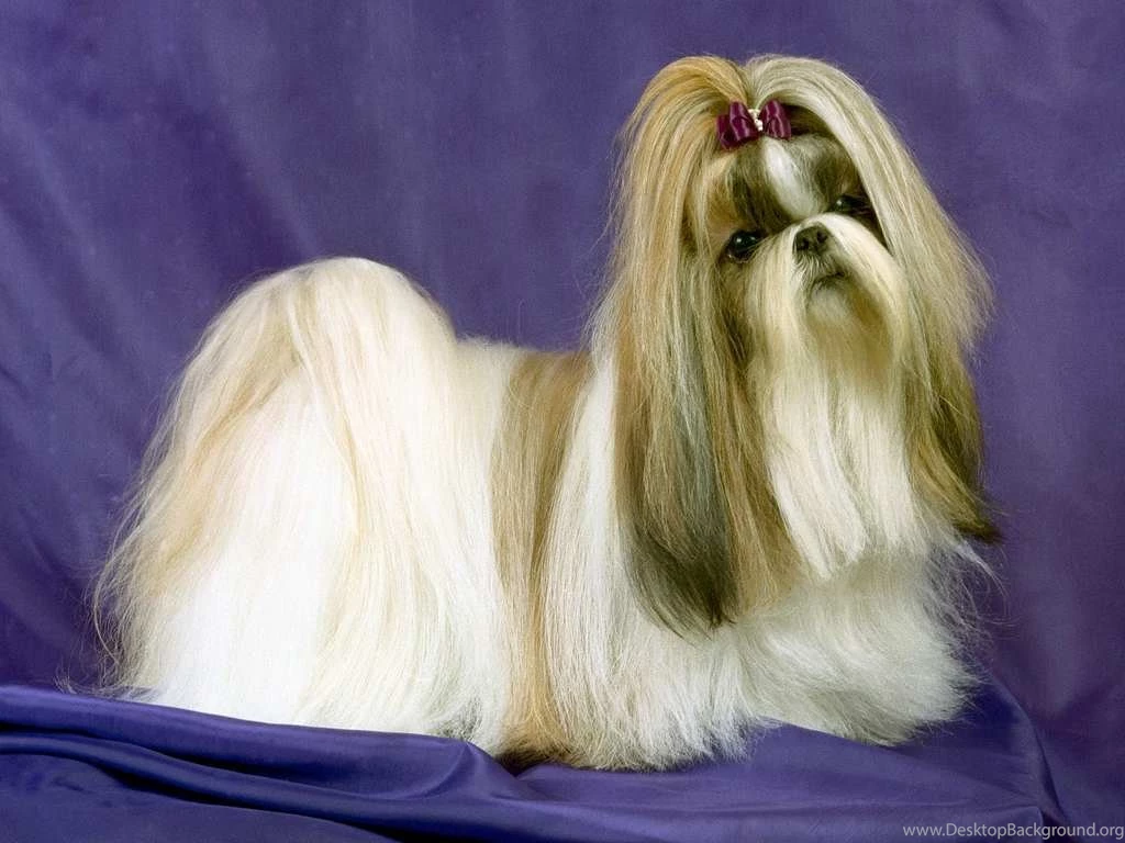 Cute Long Hair Dog Animal Hd Wallpapers For Desktop And Laptop ...