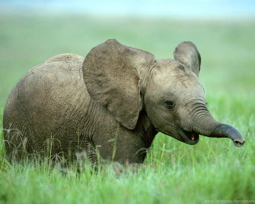 Cute Baby Wild Animals Wallpapers Hd Images 3 Hd Wallpapers ...